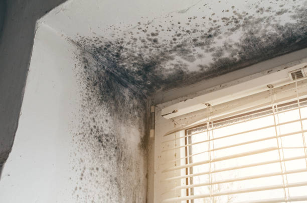 Affordable Mold Cleanup solutions in Pittsboro, NC